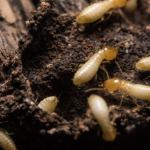 Edukasi Rayap untuk Perlindungan Bangunan Jangka Panjang