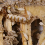 Solusi Efektif Melindungi Rumah dari Serangan Rayap