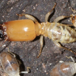 Jasa Anti Rayap sebagai Solusi Edukasi dan Perlindungan Bangunan